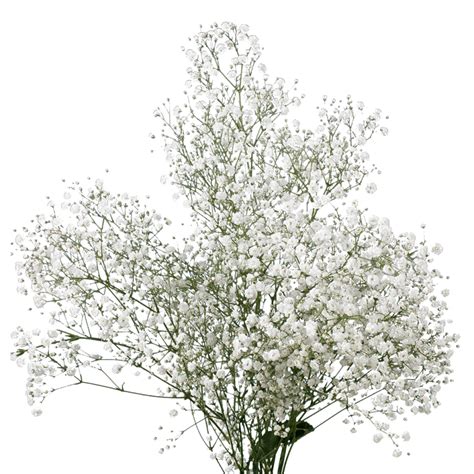 Babys Breath Png Png Image