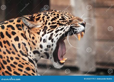 Jaguar Royalty-Free Stock Image | CartoonDealer.com #34968076