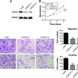 DclK1 Downregulation Inhibits Cell Proliferation Migration And