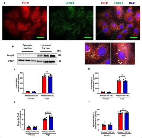 Prolylcarboxylpeptidase Localizes In Lysosomes And Mediates