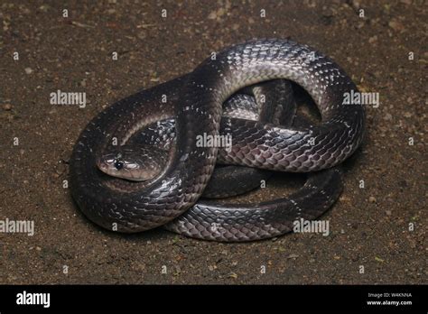 Common Krait , Sri Lankan Krait Stock Photo - Alamy