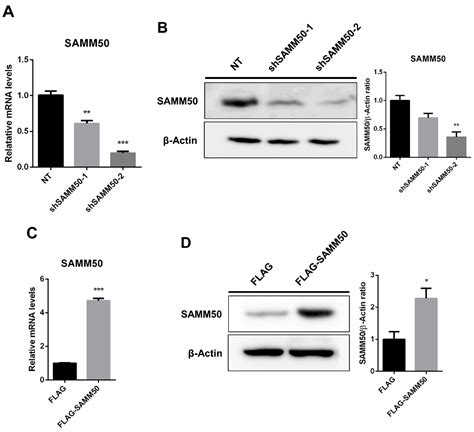 Ijms Free Full Text Samm50 Regulates Thermogenesis Of Beige