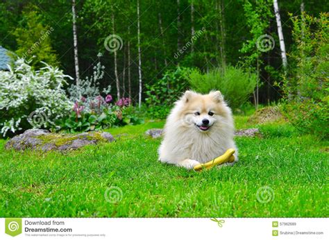 Dog German Spitz Stock Image Image Of Doggy Outdoor 57962689