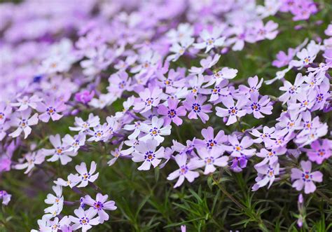 15 Plants That Offer Great Spring Blooms