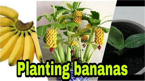 How To Plant Bananas At Home How To Plant Bananas In The Garden Youtube