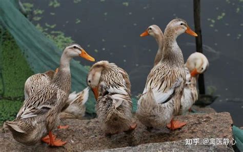 禽医静心讲蛋鸭产蛋下降原因 鸭淋雨后为什么不下蛋了 知乎