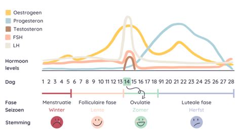 Welke Hormonen Spelen Een Rol Bij Je Cyclus The Balanced Women