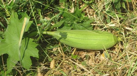 Luffa Aegyptiaca características cuidados y cultivo de la planta que