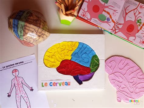 Le cerveau activités et supports gratuits