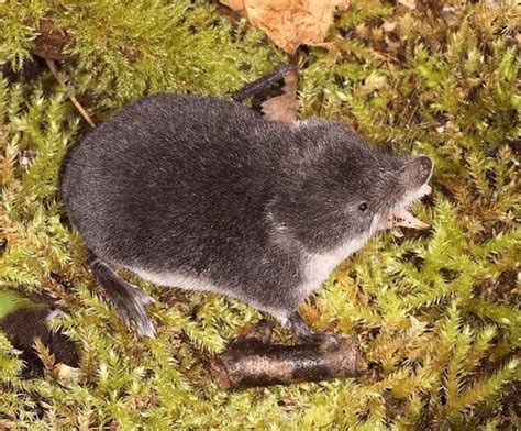 Eurasian Water Shrew Facts: They're Excellent Hunters Underwater - Odd ...