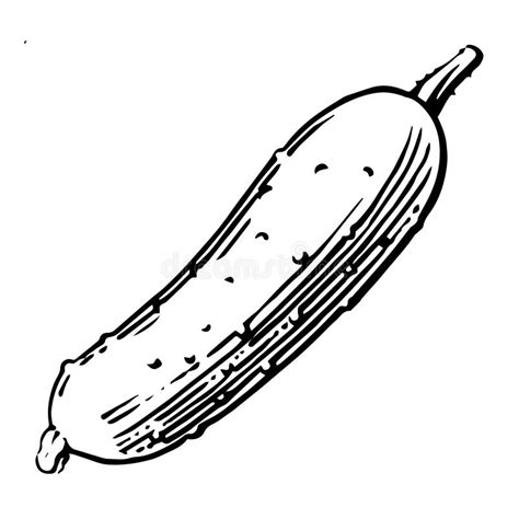 Cucumber Vector Outline Drawing Of A Vegetable On A White Background