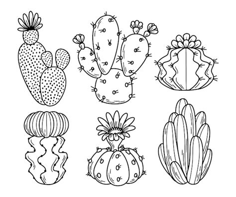 Premium Vector Hand Drawn Cactus Illustration New