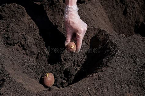 Primavera Agricultura Plantação De Batatas No Solo Imagem de Stock