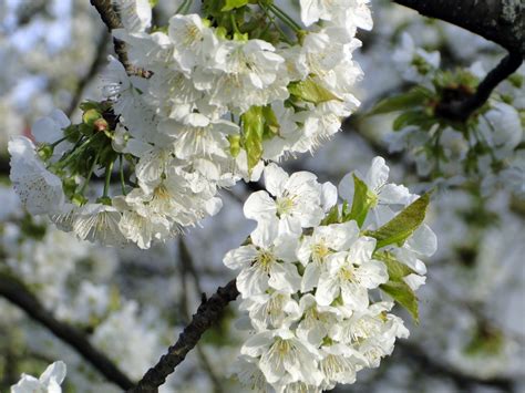 Bildet Tre Natur Gren Blomstre Anlegg Frukt Mat V R Produsere