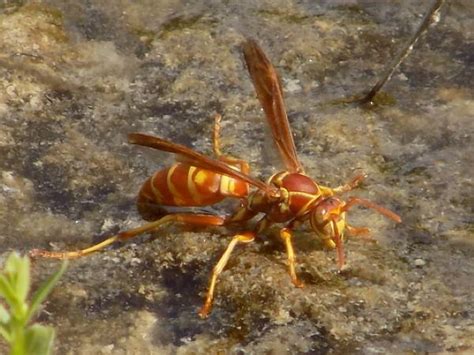 Types Of Paper Wasps Pictures And Identification Green Nature