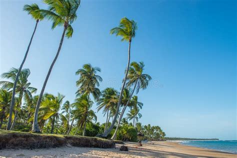 Impressive Paradise Beach At The Itacare Bahia Brazil Editorial Photo