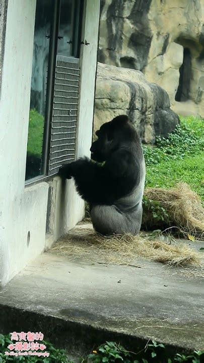 動物攝影 金剛在窗邊拿東西吃 Gorilla Eating By The Window Zoo Animals Wildlife