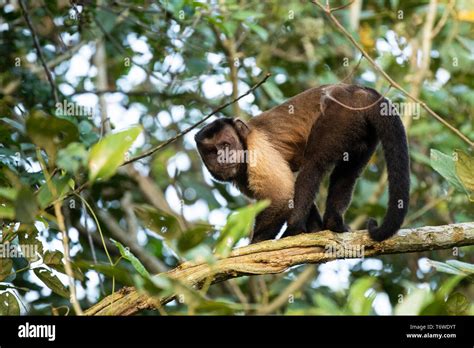 Tufted Capuchin Monkey Sapajus Apella Hi Res Stock Photography And