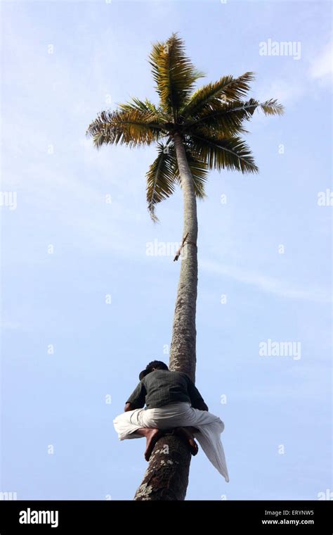 Kerala Coconut Tree Stock Photos And Kerala Coconut Tree Stock Images Alamy