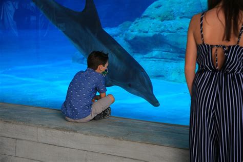 Clearwater Marine Aquarium Unveils Winter The Dolphins New Home