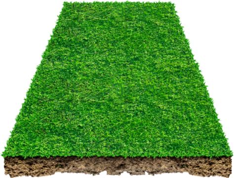 Grass Plan Pngs For Free Download