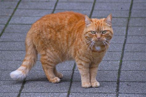 Kucing Oren Sering Dianggap Pembuat Onar Ternyata Ini Sifat Aslinya