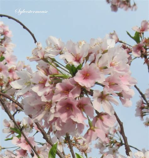 The Yoshino Cherry Tree Easy Backyard Gardening