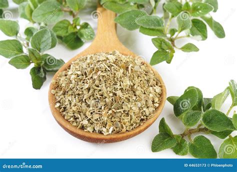 Dried Oregano Leaves Stock Photo - Image: 44653173