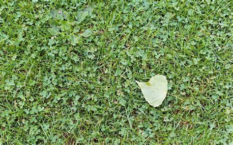 Micro Clover Lawn Pros and Cons (A Good Option?)