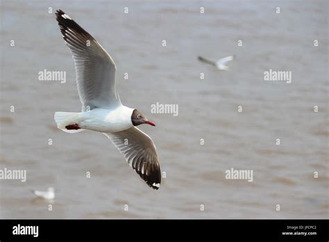 Migratory Birds High Resolution Stock Photography And Images Alamy