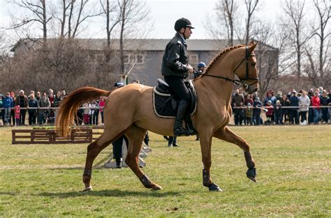 Images Gratuites Licou Bride Rêne Sports Danimaux Mammifère