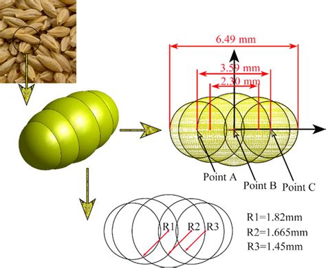 Physical model of barley grain. | Download Scientific Diagram