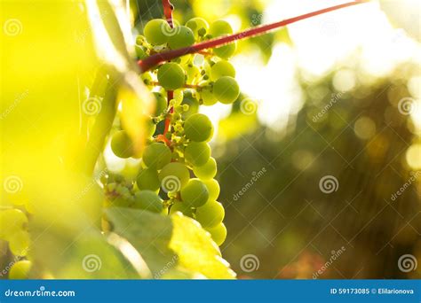 Manojo De Uvas Blancas En El Sol Poniente Imagen De Archivo Imagen De