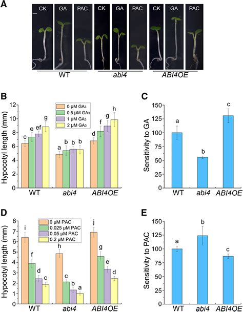 The Della Abi Hy Module Integrates Light And Gibberellin Signals To