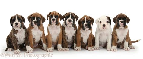 Dogs: Seven boxer puppies sitting in a row photo WP33123