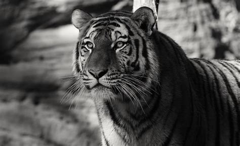 Tiger Conservation Campaign | Flickr