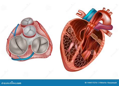 Heart valves anatomy. stock illustration. Illustration of organ - 144411576