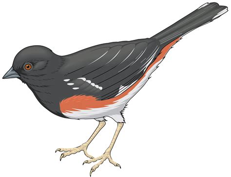 Grey Bird Png Clipart Best Web Clipart