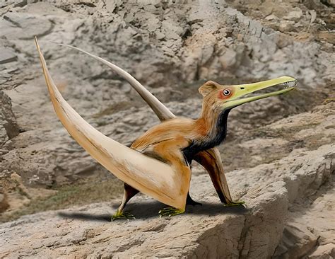 Where Did Pterosaurs Fly Paleontologists Have Discovered A New Pelican