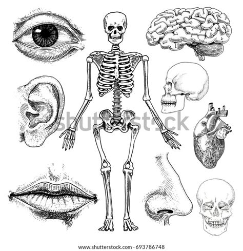 Human Biology Anatomy Illustration Engraved Hand Stock Vector Royalty Free 693786748