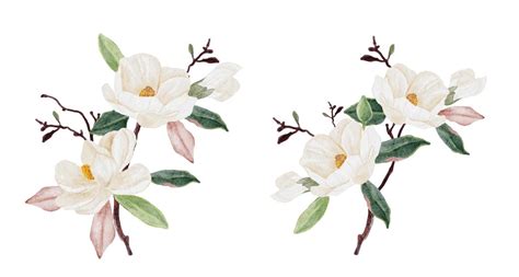 Watercolor White Magnolia Flower And Leaf Bouquet Clipart Collection