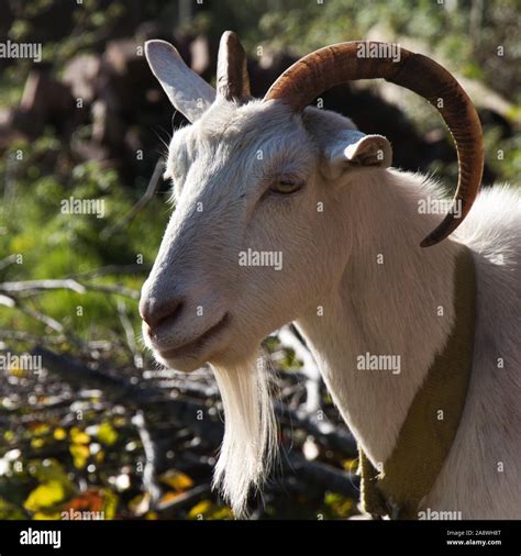 Billy goat beard hi-res stock photography and images - Alamy