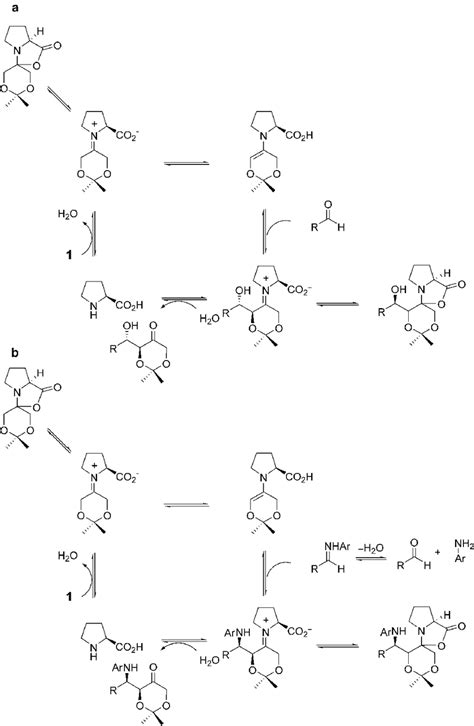 Scheme A The Reaction Mechanism Of The Proline Catalyzed Direct