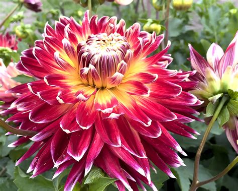 Dahlia Akita Tubers — Buy Online At Farmer Gracy Uk