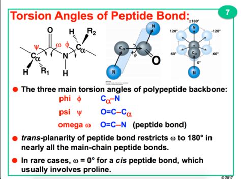 Peptides Peptide Bonds And Proteins Flashcards Quizlet