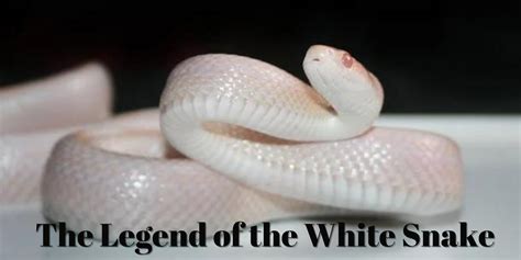 Giant White Snake