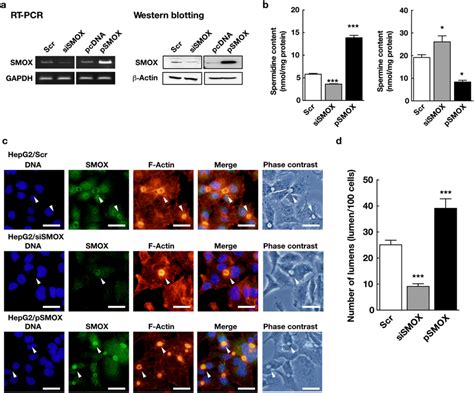 Smox Localizes To Bile Canalicular Lumen And Is Required For Their