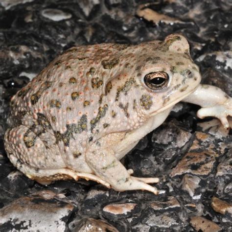 Frogs In New Mexico 25 Different Species