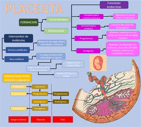 Blog de Fisiología Médica UAS de Daniel Pérez Mapa Mental PLACENTA