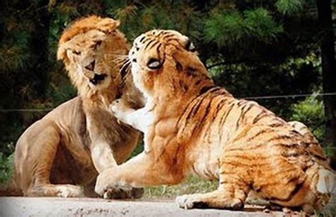 Lion Versus Tiger Fight